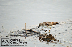 Calidris minutilla