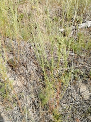 Artemisia marschalliana