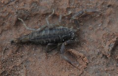 Tityus argentinus