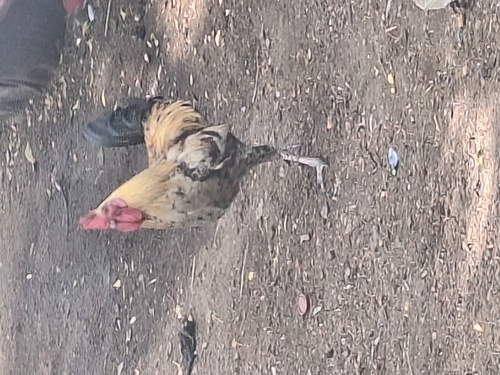 Domestic Chicken