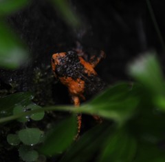 Melanophryniscus rubriventris