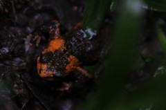 Melanophryniscus rubriventris