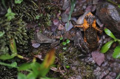 Melanophryniscus rubriventris