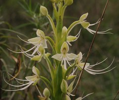 Habenaria gourlieana