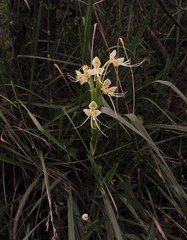 Habenaria gourlieana