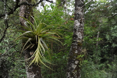 Tillandsia schreiteri
