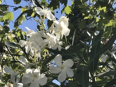 Nerium oleander