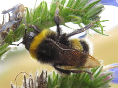 Bombus