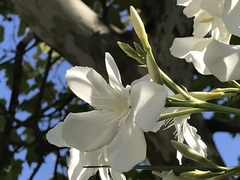 Nerium oleander