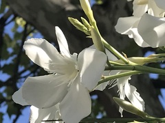 Nerium oleander