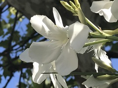Nerium oleander
