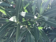 Nerium oleander