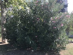 Nerium oleander