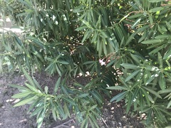 Nerium oleander