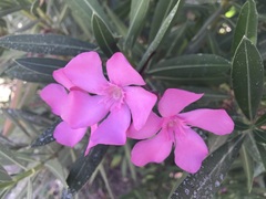 Nerium oleander