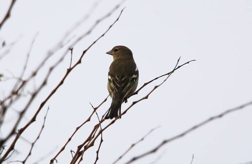 African Chaffinch