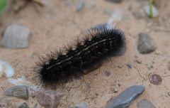 Lepidoptera