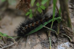 Lepidoptera