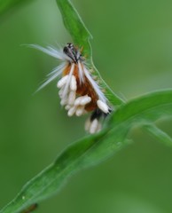Lepidoptera