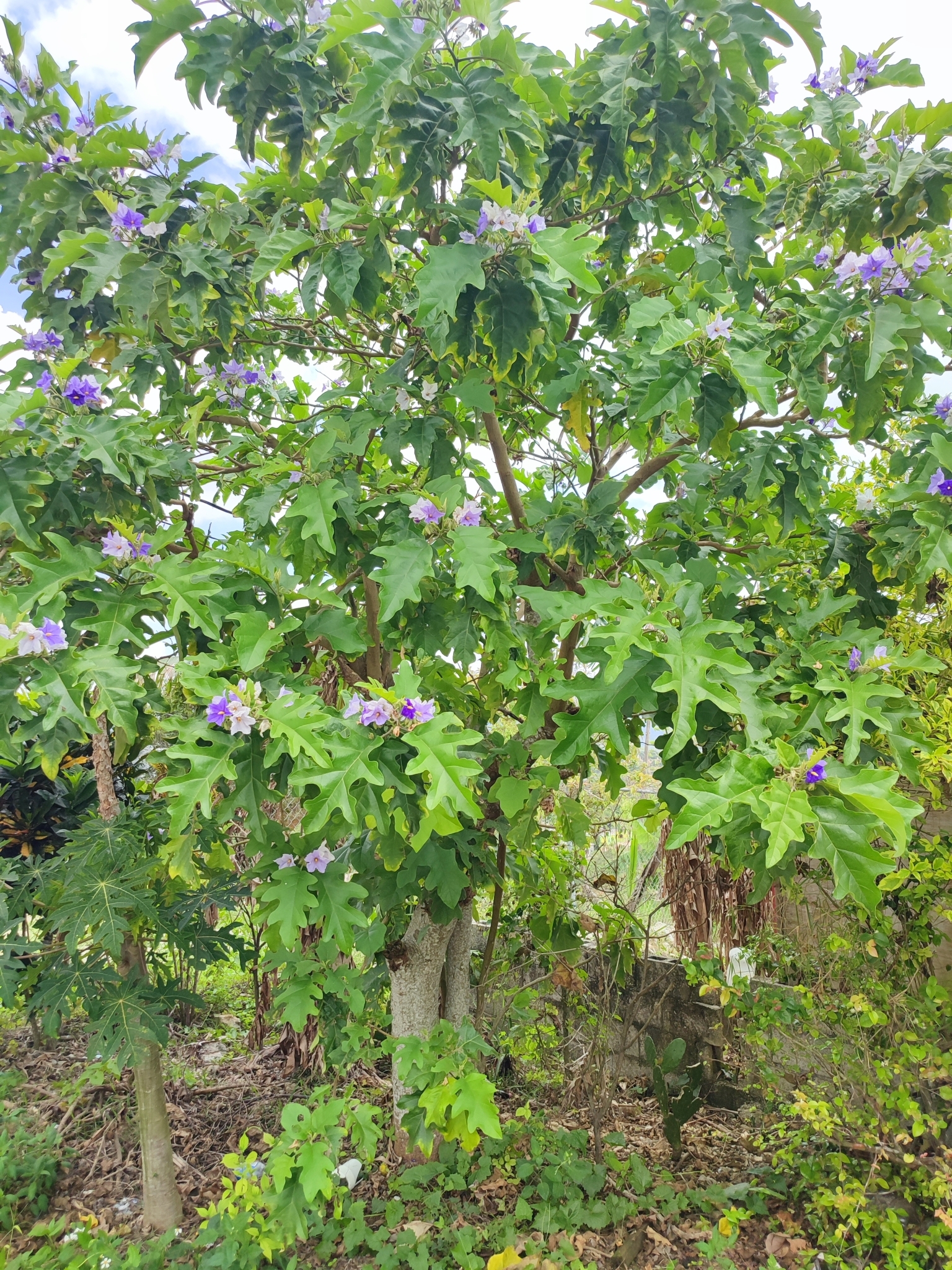 Imagem de Falsa-jurubeba