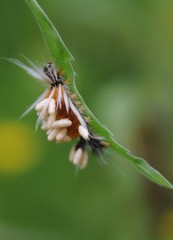 Lepidoptera