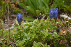 Gentiana calycosa