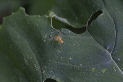 Acidia cognata