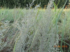 Artemisia nitrosa