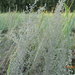 Artemisia nitrosa - Photo (c) tatyana-omck, algunos derechos reservados (CC BY-NC), subido por tatyana-omck