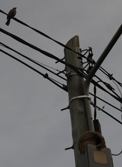 Passeriformes
