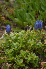 Gentiana calycosa