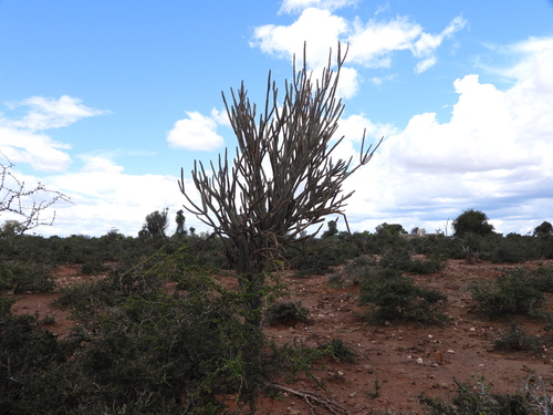 Alluaudia dumosa, photograph 6