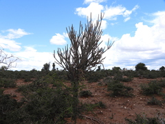 Alluaudia dumosa, photograph (c) amantedarmanin, some rights reserved (CC BY)