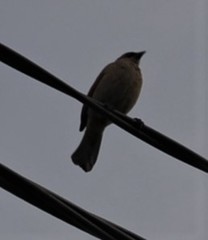 Passeriformes
