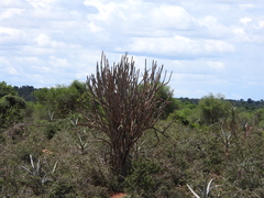 Alluaudia dumosa, photograph (c) amantedarmanin, some rights reserved (CC BY)