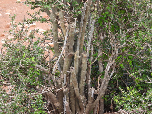 Alluaudia dumosa, photograph 5