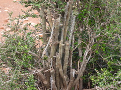 Alluaudia dumosa, photograph (c) amantedarmanin, some rights reserved (CC BY)
