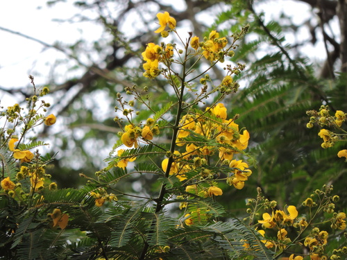 Image of Senna multijuga by (c) Fabrício Mil Homens Riella, some rights reserved (CC BY)