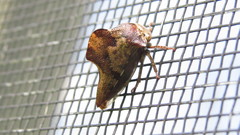 Telamona ampelopsidis
