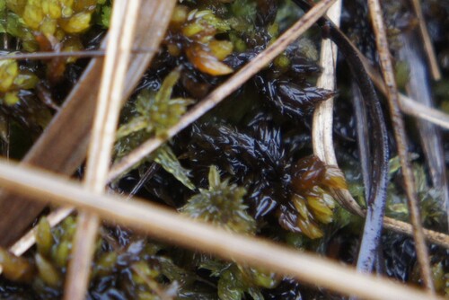 Image of Sphagnum tenellum by (c) Alex Press, some rights reserved (CC BY)