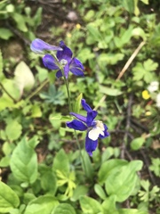 Delphinium sutherlandii