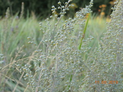 Artemisia nitrosa