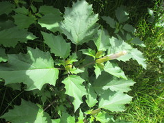 Datura stramonium