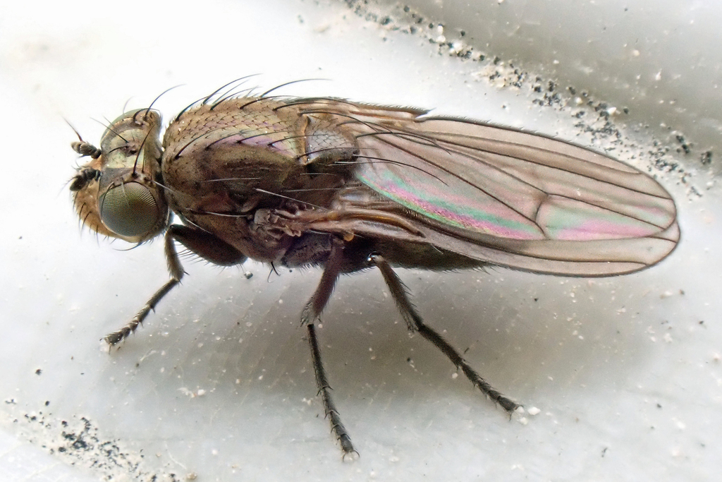 Paracoenia fumosalis