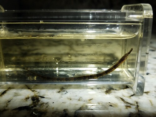 Gulf pipefish (Syngnathus scovelli) — Syngnathidae — 4