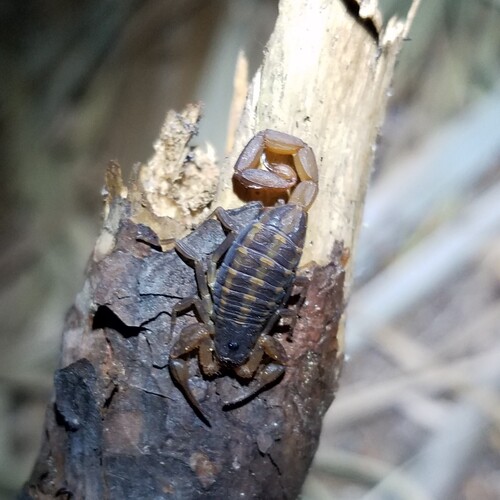 Hentz Striped Scorpion photo 4