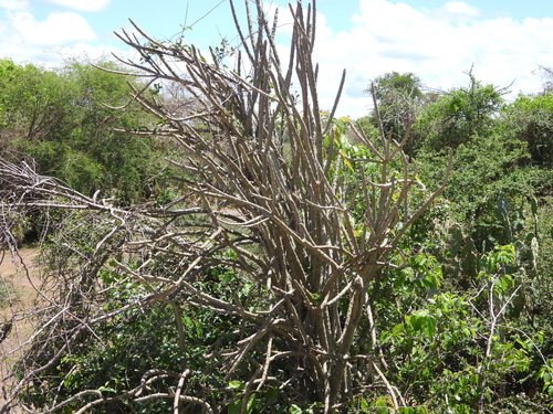 Alluaudia dumosa, photograph 3