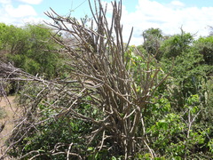 Alluaudia dumosa, photograph (c) amantedarmanin, some rights reserved (CC BY)
