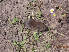 Microtus mexicanus