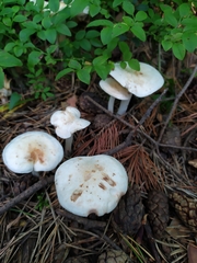 Agaricales